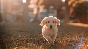 Marea Britanie: Răpirea animalelor de companie va deveni infracțiune penală. Aproximativ 2.000 de câini au fost furați anul trecut