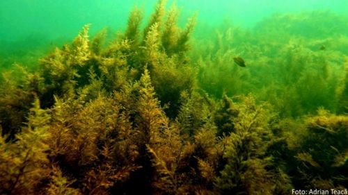 De ce apare fenomenul de eutrofizare în apele costiere românești – explicațiile cercetătorilor Tatiana Begun și Dan Vasiliu, de la GeoEcoMar