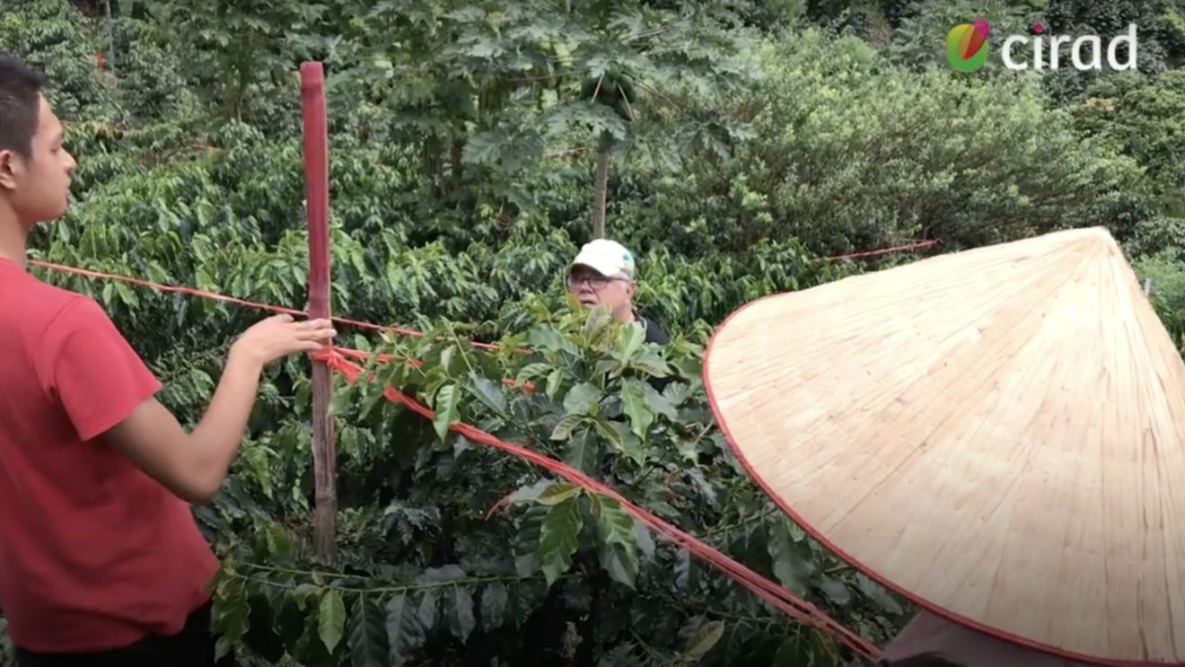 Arborii de cafea din Vietnam suferă de pe urma secetei şi dăunătorilor