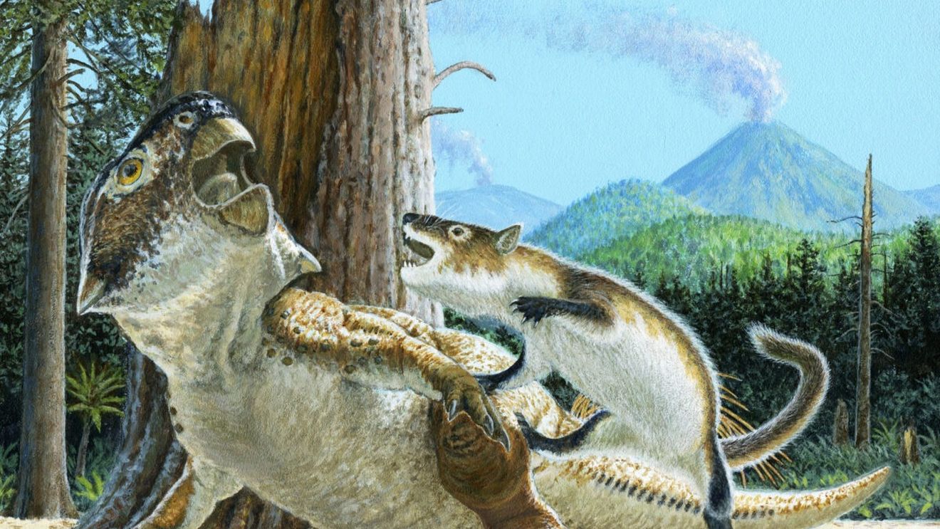 Fosila unui mic mamifer marsupial din perioada dinozaurilor, descoperită în Chile