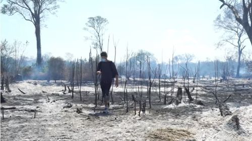 Defrişările din pădurea amazoniană din Brazilia au depăşit pragul de 10.000 de kilometri pătraţi într-un an