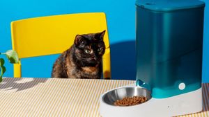 Care este alimentația potrivită pentru pisicile senioare: Ce schimbăm după vârsta de 10 ani / Sfaturile medicului veterinar Beatrice Ilea