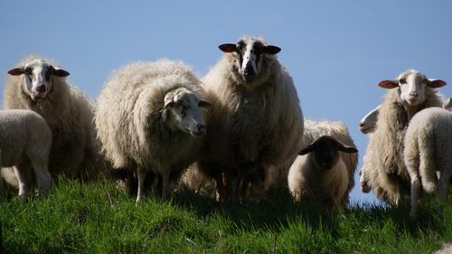 Animals International dă în judecată Guvernul României pentru un transport în condiții necorespunzătoare a 30.000 de oi în Golful Persic