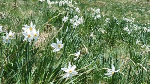 Poiana cu narcise din Munţii Rodnei îi aşteaptă pe drumeţi începând cu acest sfârşit de săptămână