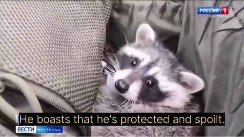 VIDEO Propaganda rusă în acțiune: Un raton „evacuat” de la grădina zoologică din Herson devine „simbolul parașutiștilor ruși și al victoriilor lor”