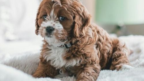 ’’Puppy eyes’’ nu este doar o expresie. Cum s-a modificat privirea câinilor de-a lungul anilor pentru a le topi inimile stăpânilor?