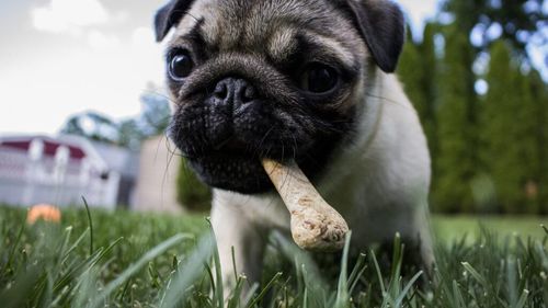 Cum să alegi hrana potrivită pentru cățelușul tău: Ghidul complet pentru o creștere sănătoasă