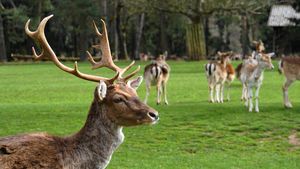 Grădina Zoologică din Bucureşti a fost redeschisă / S-au făcut reparații după distrugerile din timpul furtunii din 17 iulie
