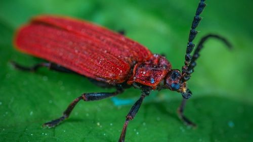 Îndrăgostiții părăsiți se pot răzbuna de Valentine's Day numind un gândac dintr-o grădină zoologică din Marea Britanie după fostul partener