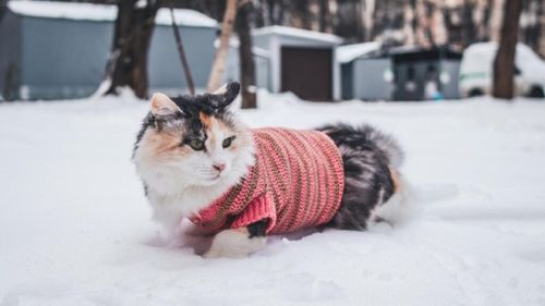 Animalele de companie în sezonul rece. Cum le ferești de accidentări în lunile întunecate, sfaturi vitale pentru stăpânii de câini și pisici