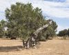 Cu livezile de măslini decimate de o bacterie, regiunea Puglia din sudul Italiei se luptă să se reinventeze / Milioane de arbori au murit sau sunt bolnavi şi sortiţi pieirii