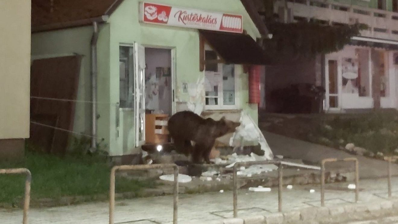VIDEO Un urs a intrat într-o pensiune din Băile Tuşnad, iar un altul a pătruns într-un magazin din localitate