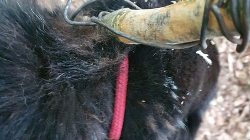 Câine salvat din pădure de Poliția Animalelor Brașov, după ce a fost legat de un copac și abandonat / Era bătrân, nemicrocipat și nesterilizat și se afla într-o stare avansată de deshidratare