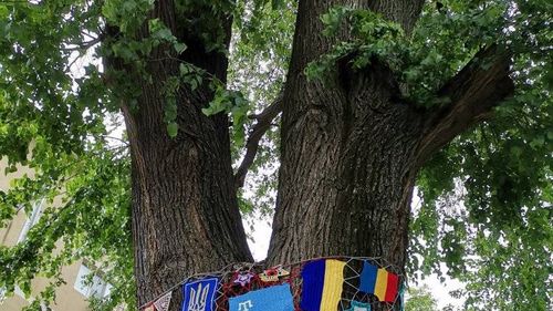 În Tulcea a fost inaugurat primul copac ”croşetat”  / Arborele a fost acoperit cu mileuri ca simbol al minorităților naționale / ”Am avut ocazia să descoperim că de fapt nu există o prăpastie între generații”