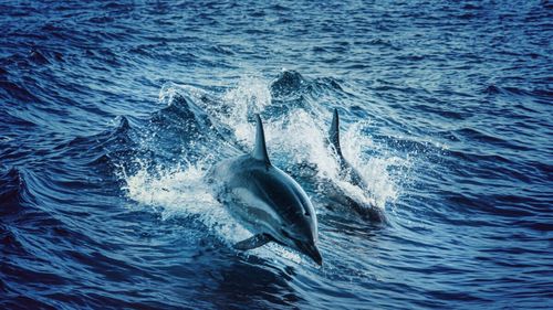 Mai multe persoane care înotau au fost rănite de delfini, pe o plajă din Japonia