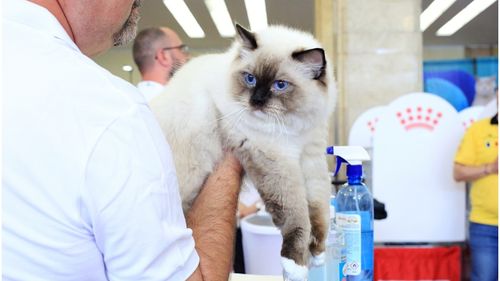 Salonul Felin Internațional SofistiCAT revine la București: Pisici campioane, prezente la ediția de primăvară din 2026
