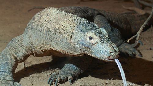 Dragonii de Komodo au "dinţi de fier", pentru a-şi ucide mai eficient prada (studiu)