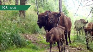 VIDEO 365 de zile în Munții Făgăraș / ”Viața așa cum curge natural” / Imagini cu mistreți, urși, lupi, iepuri, cerbi, vulpi și alte animale, pe același drum