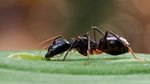 De ce cumpără oamenii furnici online? Cum au ajuns furnicile animale de companie de lux, cu regine care costă până la 220 de dolari, în timp ce traficul ilegal se extinde la nivel global