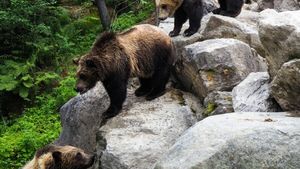 Soluțiile autorităților din Tușnad-Băi la problema urşilor: achiziția de tomberoane care nu pot fi deschise de urși, instalarea de garduri electrice care ţin animalele sălbatice la distanţă, stoparea turismului pentru urşii gunoieri şi eliminarea hrănirii animalelor în staţiune