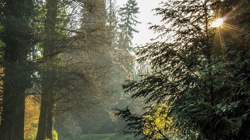 Pepiniera Parcului Dendrologic din Simeria, desfiinţată după 70 de ani de funcționare. Terenul de 3 hectare a fost retrocedat