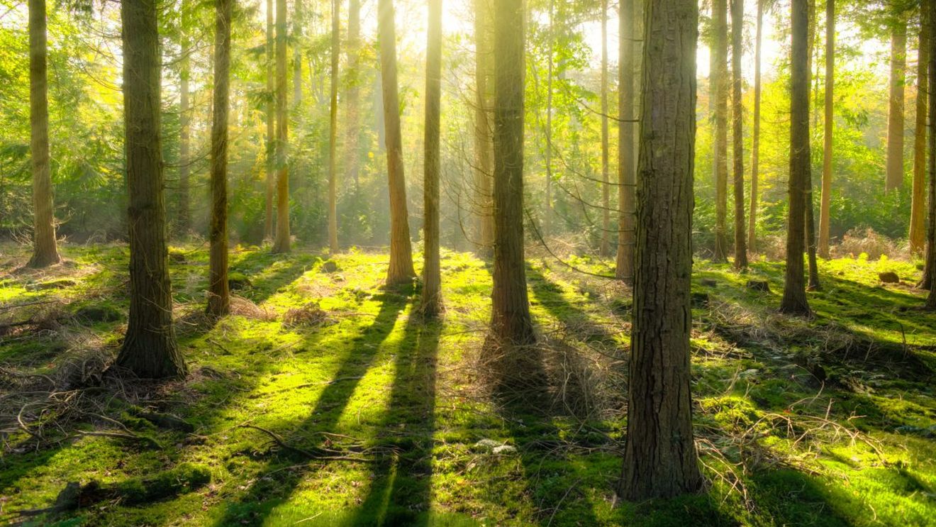 Cimitirele naturale, în plină expansiune în Germania