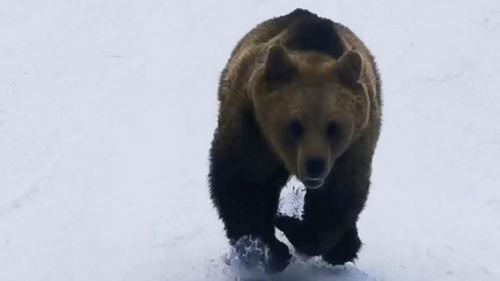 VIDEO Doi urşi au intrat azi pe pârtiile de schi din Predeal. Doar prezenţa unuia dintre ei a fost sesizată jandarmilor