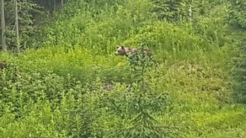 Campanie media de 150.000 de euro pentru protejarea populației de urs brun când acesta se plimbă deja nestingherit prin orașe