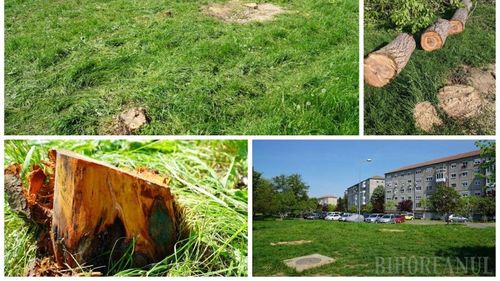 Peste 40 de copaci dintr-un cartier din Oradea, defrișați pentru a face loc unei piste de role și skateboard / ”Se putea realiza cu mai mult respect față de natură”
