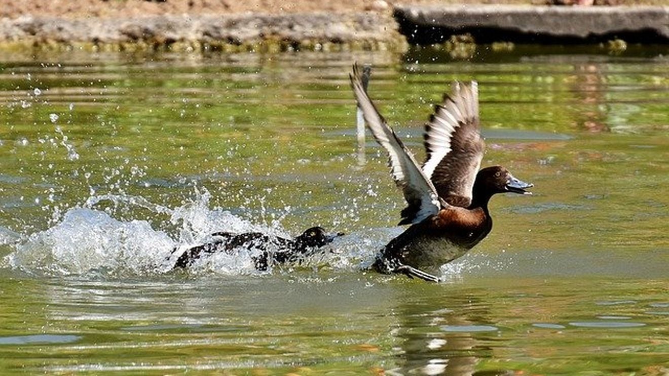 După ce cocoșul Maurice și-a câștigat în instanță dreptul de a cânta, un tribunal francez le-a dat și rațelor dreptul să măcăne