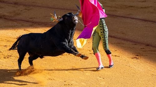 Un documentar despre lupta cu taurii în arenă a fost desemnat cel mai bun film la Festivalul de la San Sebastian