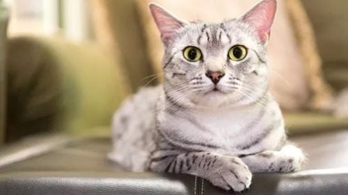 Pisica Egipteană Mau, o raritate absolută în lumea felinelor. Cât costă, cum se îngrijește și de ce este specială