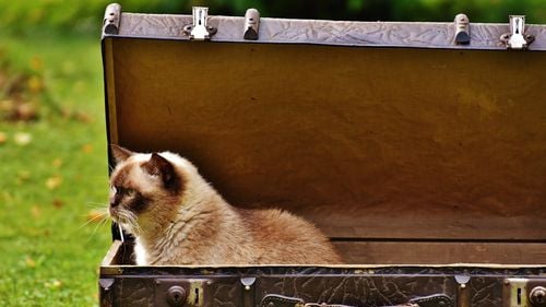 Lista completa de urmat pentru calatoriile cu pisica ta (P)