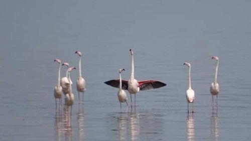 VIDEO Flamingii au revenit în Delta Dunării