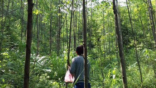 Diversitatea arborilor reduce vârfurile de căldură în păduri. Experiment la scară largă în China