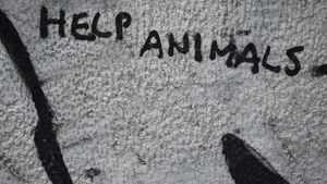 Cum pedepsește UE violența împotriva animalelor? Închisoare de la 3 luni până la 3 ani, în anumite țări