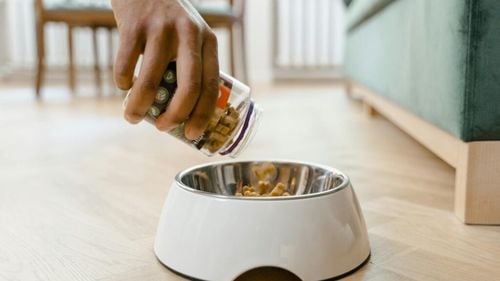 Hrănirea combinată la animalele de companie: Cum alternezi corect hrana uscată, umedă și recompensele