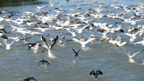 Turismul cu bărci rapide zgomotoase și seceta, impact puternic asupra speciilor de păsări din Delta Dunării