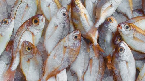 VIDEO Peste 2,3 tone de peşte, confiscate în urma unei acţiuni a poliţiştilor în Delta Dunării şi la Marea Neagră