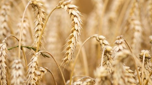 Comisia Europeană așteaptă măsuri din partea Kievului pentru a-și controla exporturile agricole