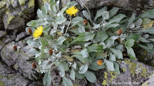 O plantă de peste 60.000 de ani, descoperită de cercetătorii Universității Babeș Bolyai în Carpaţii Orientali / ”Trăiește în acelaşi loc, în ciuda schimbărilor climatice majore din ultimele milenii”