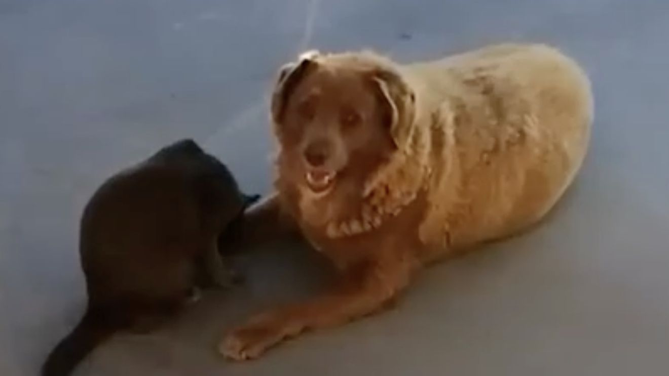 Bobi, cel mai bătrân câine din lume, a murit la vârstă de 31 de ani