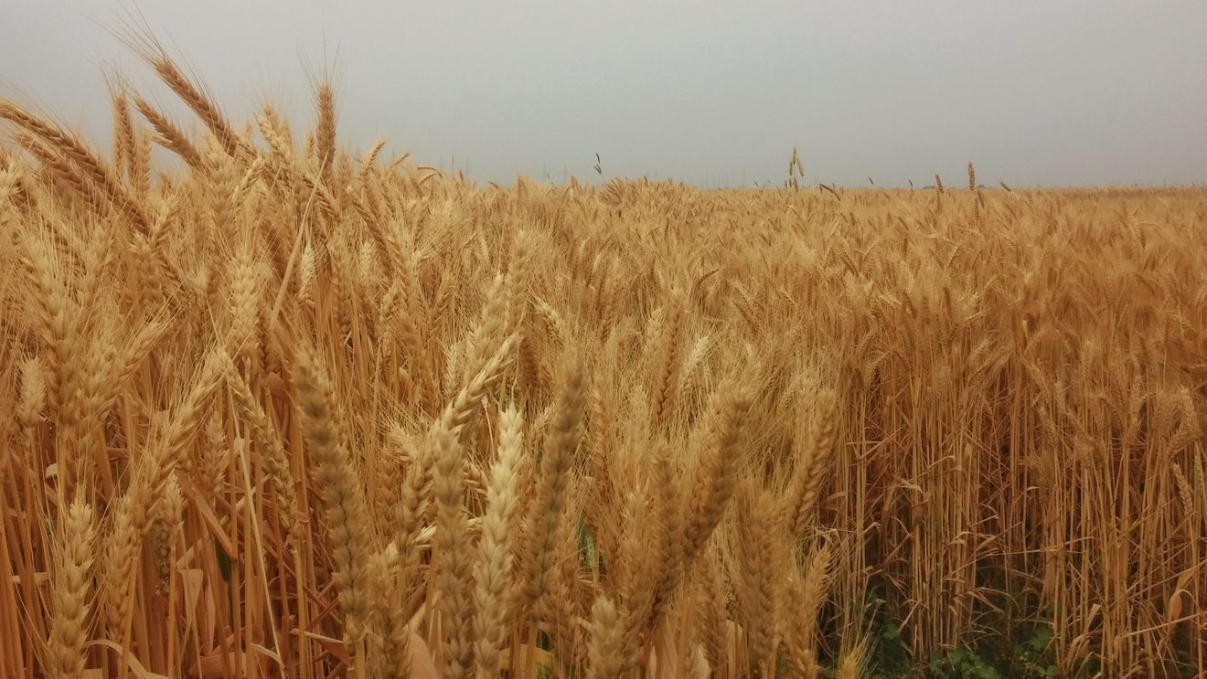 Rusia suspendă exportul de grâne până la 1 iulie. Anunțul a fost făcut de Ministerul Agriculturii