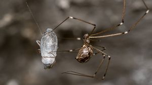 STUDIU O specie de păianjen din China forțează licuricii masculi prinși în pânzele sale să emită semnale de împerechere specifice femelelor, pentru a atrage alți masculi în capcană
