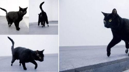 Prima pisică „bionică” din lume a murit la 18 ani. Oscar a revoluționat medicina veterinară și Cartea Recordurilor