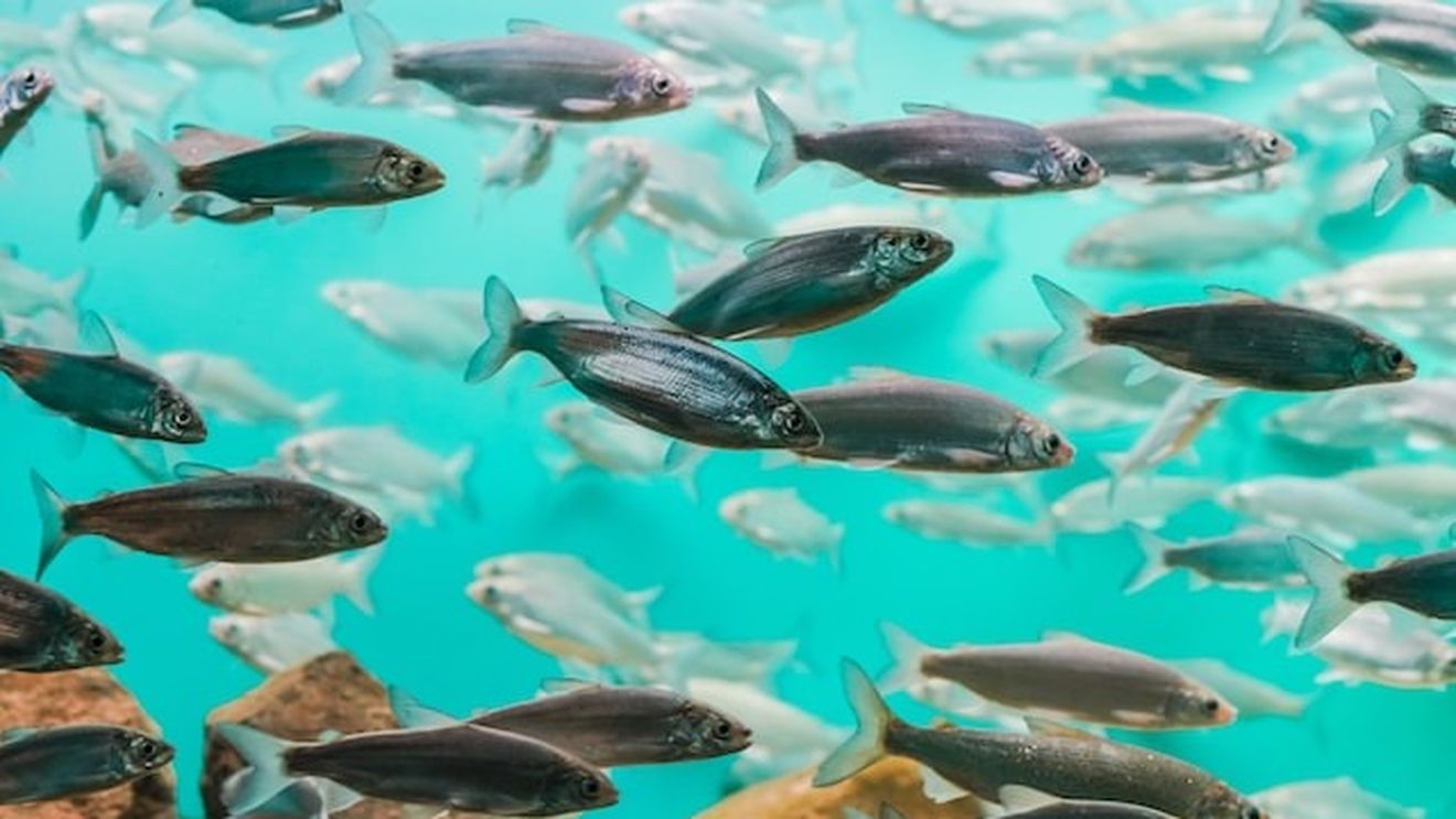 Studiu: Schimbările climatice și de mediu pun în pericol 90% din alimentele marine din lume