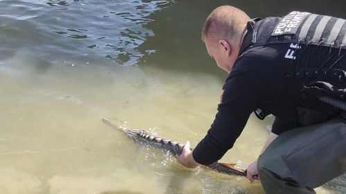 Un bărbat a fost surprins în timp ce pescuia sturioni pe Marea Neagră dintr-o ambarcaţiune / Când i-a văzut pe poliţiştii de frontieră, a aruncat din barcă patru exemplare de sturioni şi unul de calcan