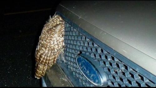 Beat și cu permisul suspendat, un brăilean s-a dus la Poliție să anunțe că a lovit o pasăre