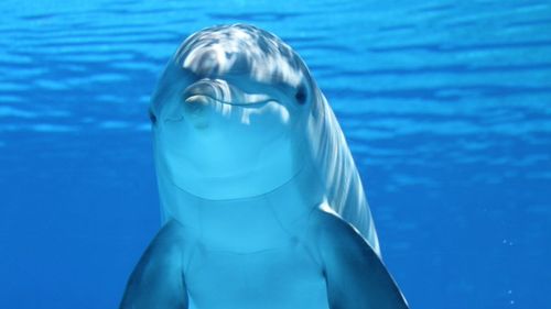 VIDEO Cum intră în ”transă” delfinii, de ce sunt hipopotamii cele mai periculoase animale mari din Africa și ce știm despre ornitorincii cu pinteni veninoși/ Animale cu potențial periculos și aparențe înșelătoare