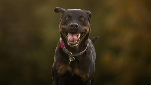 Dosar penal după ce o femeie a fost muşcată de un câine Rottweiler, în locuința unui bărbat din Gorj